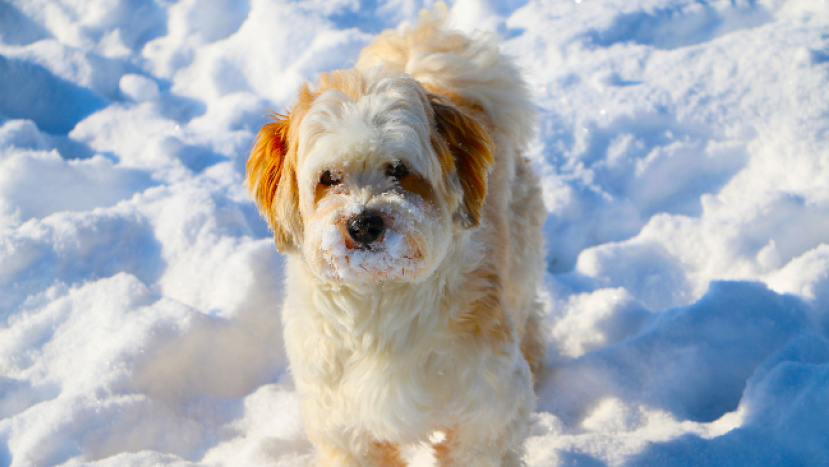 中神《砌神學》探討人與動物關係:寵物在天堂記得飼主?
