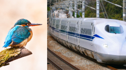 「仿生學」智慧設計抄襲上帝？