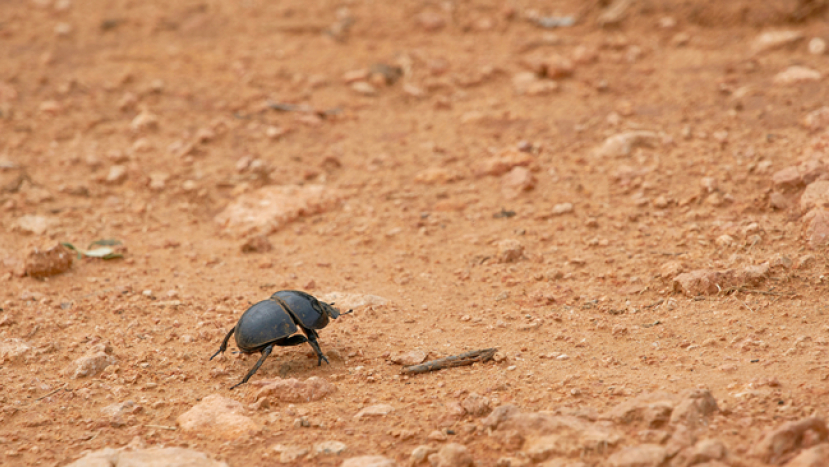 垃圾變資源 張麗萍:不支持極端環保 大自然動態平衡